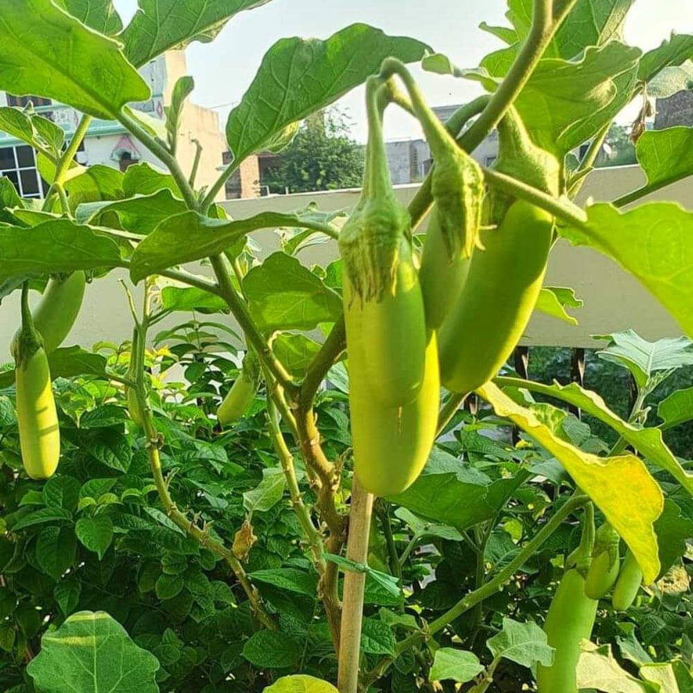 Jignisha Seeds Hybrid Green Long Brinjal Vegetable ( 50 Seeds ) Jignisha Seeds Hybrid Green Long Brinjal Vegetable ( 50 Seeds )