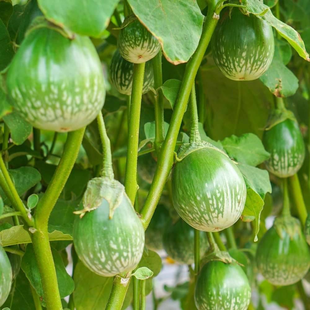 Jignisha Seeds Hybrid Green Round Brinjal Vegetable ( 50 Seeds ) Jignisha Seeds Hybrid Green Round Brinjal Vegetable ( 50 Seeds )