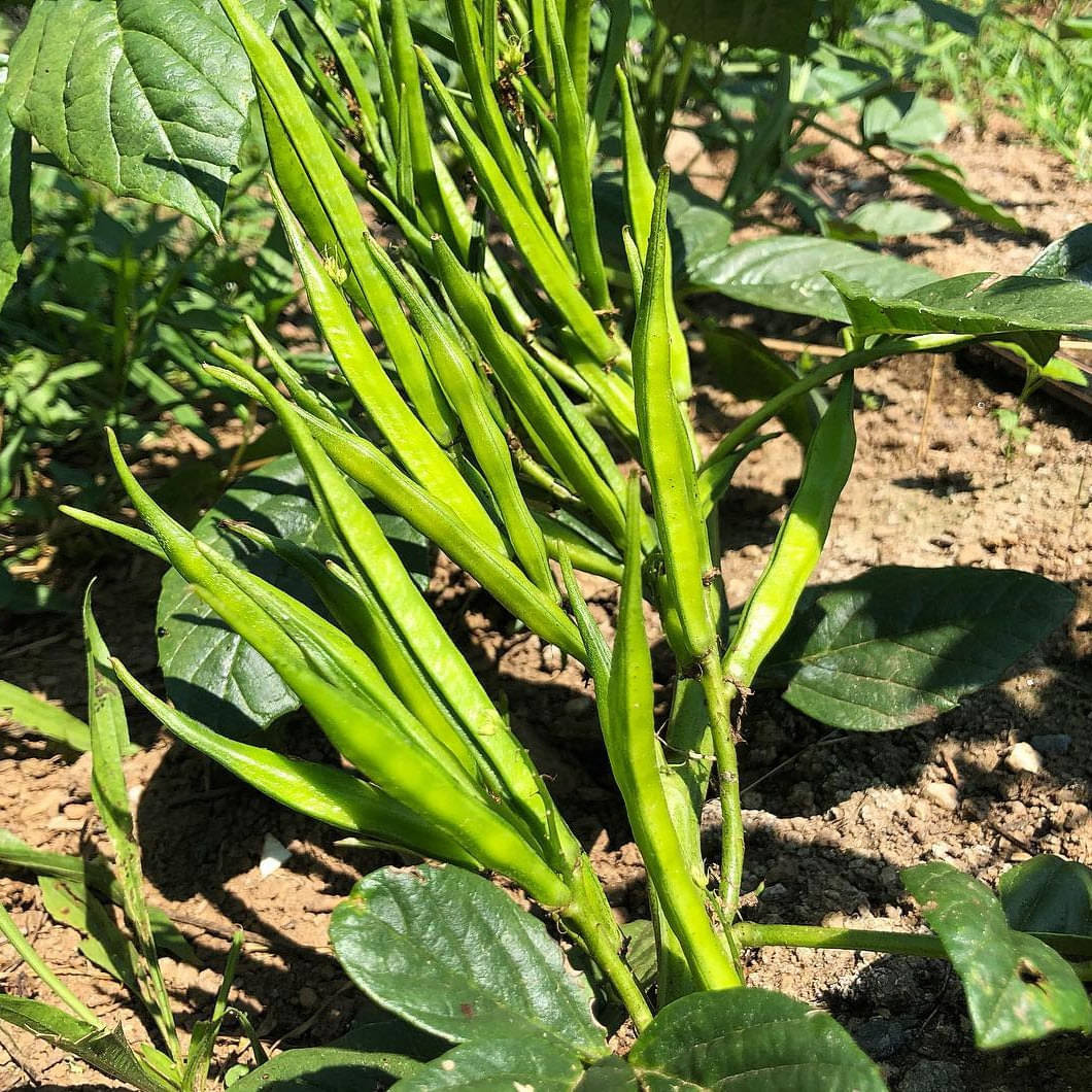 Jignisha Seeds Hybrid Guar Falli Vegetable ( 50 Seeds ) Jignisha Seeds Hybrid Guar Falli Vegetable ( 50 Seeds )