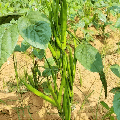 Jignisha Seeds Hybrid Guar Falli Vegetable ( 50 Seeds ) Jignisha Seeds Hybrid Guar Falli Vegetable ( 50 Seeds )