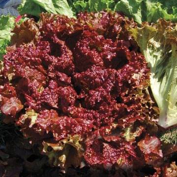 Jignisha Seeds Hybrid Red Lettuce Vegetable ( 50 Seeds ) Jignisha Seeds Hybrid Red Lettuce Vegetable ( 50 Seeds )