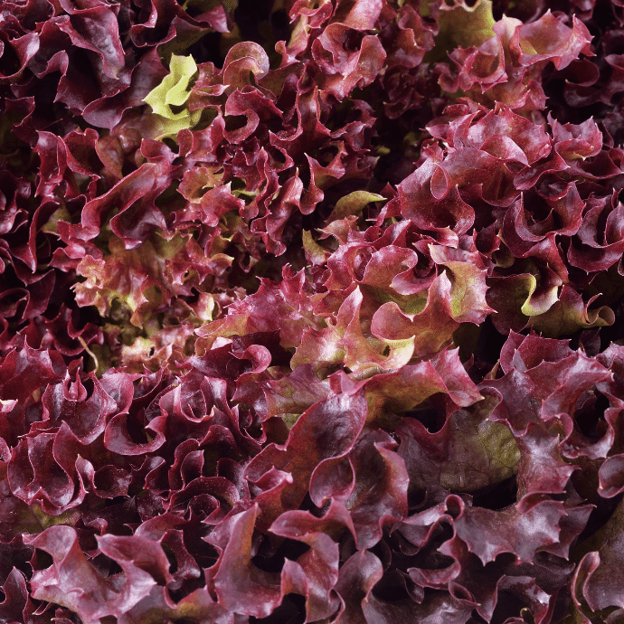 Jignisha Seeds Hybrid Red Lettuce Vegetable ( 50 Seeds ) Jignisha Seeds Hybrid Red Lettuce Vegetable ( 50 Seeds )
