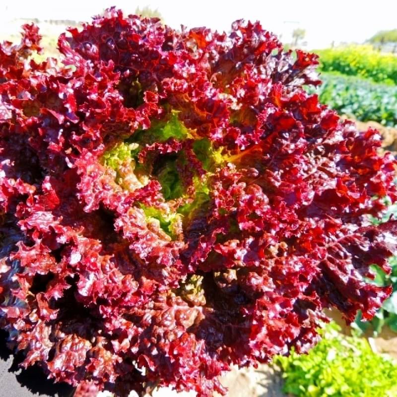     			Jignisha Seeds Hybrid Red Lettuce Vegetable ( 50 Seeds )