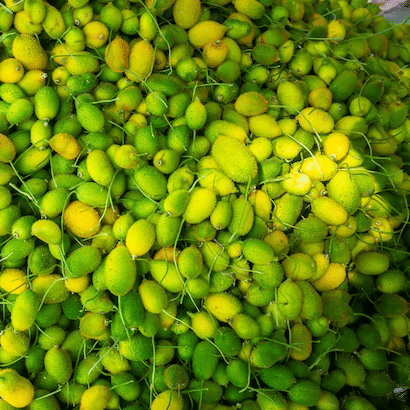 Jignisha Seeds Momordica Dioica (Spiny Gourd) Vegetable ( 20 Seeds ) Jignisha Seeds Momordica Dioica (Spiny Gourd) Vegetable ( 20 Seeds )