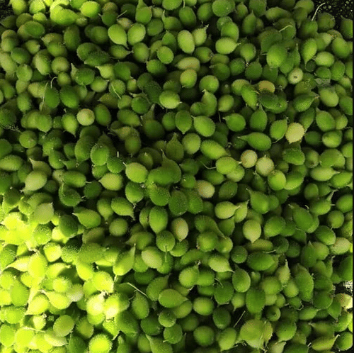 Jignisha Seeds Kankoda Vegetable ( 20 Seeds ) Jignisha Seeds Kankoda Vegetable ( 20 Seeds )
