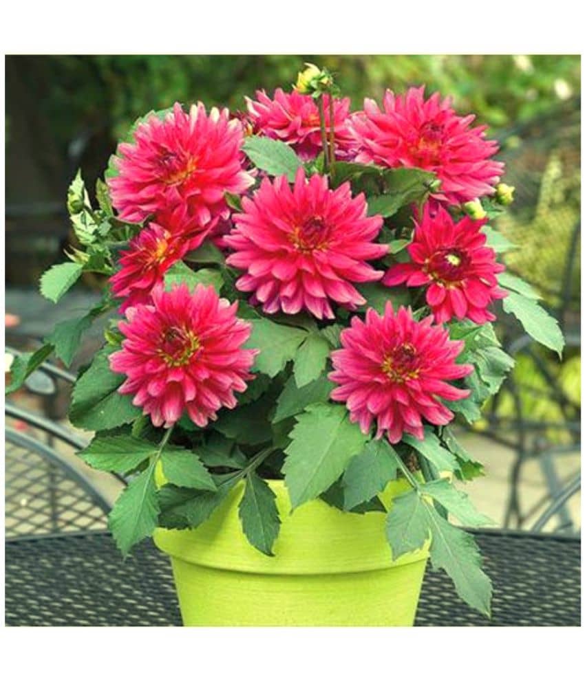 HN organic seed - Dahlia Mixed Flower ( 25 Seeds )
