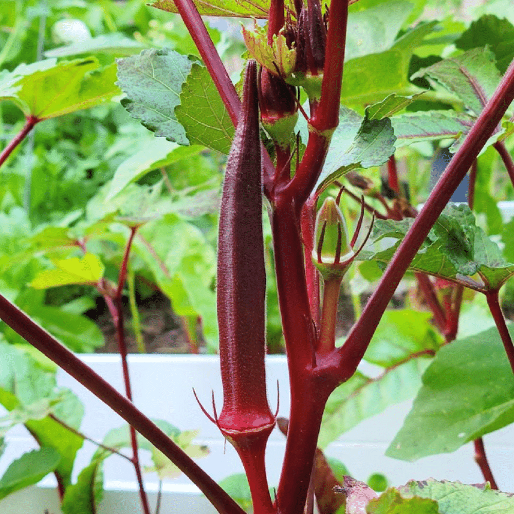 Red Okra Ladyfinger (Bhindi ke beej) Vegetable Seeds Pack Of 30 | Organic | for Planting in Home Kitchen Terrace Balcony Gardening Red Okra Ladyfinger (Bhindi ke beej) Vegetable Seeds Pack Of 30 | Organic | for Planting in Home Kitchen Terrace Balcony Gardening