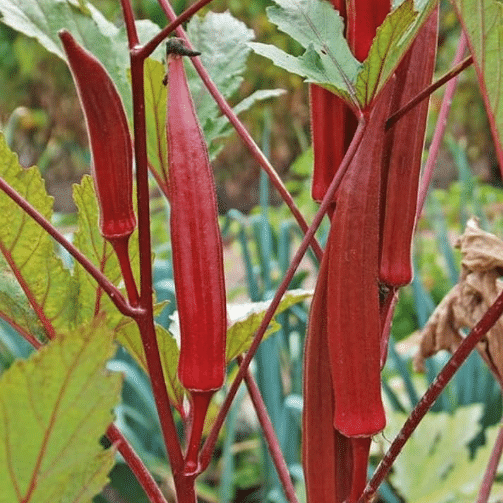 Jignisha Seeds Hybrid Red Lady Finger Vegetable ( 30 Seeds ) Jignisha Seeds Hybrid Red Lady Finger Vegetable ( 30 Seeds )