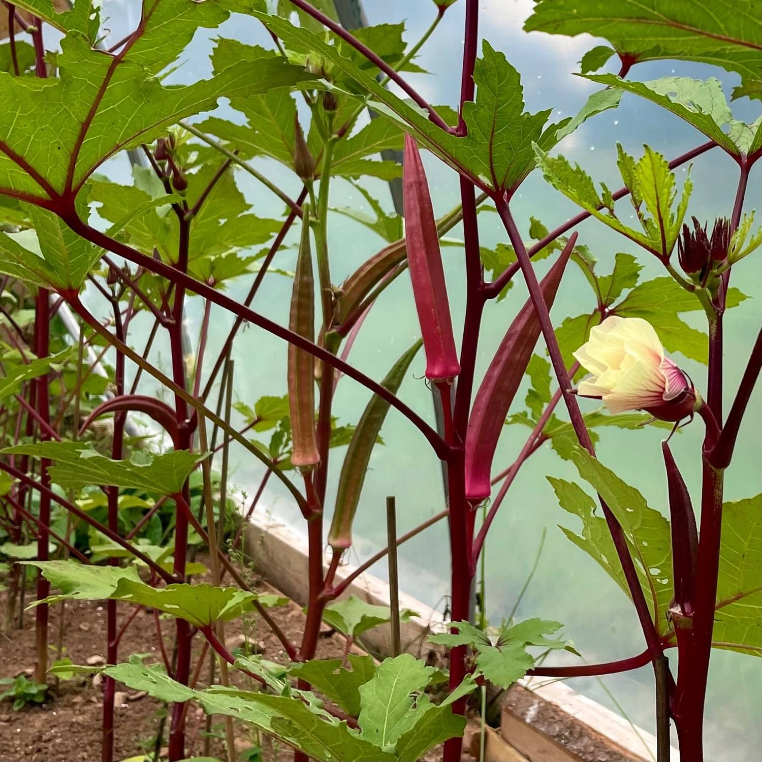 Jignisha Seeds Hybrid Red Lady Finger Vegetable ( 30 Seeds ) Jignisha Seeds Hybrid Red Lady Finger Vegetable ( 30 Seeds )