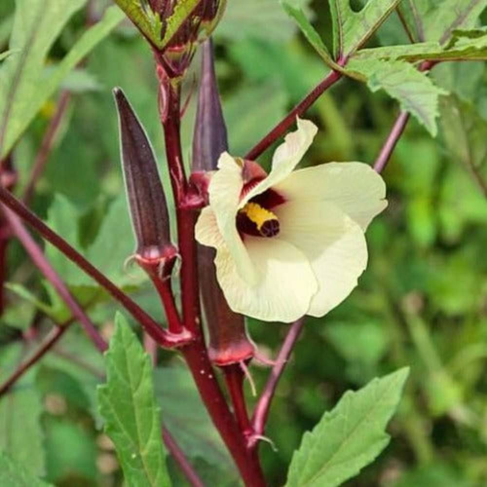 Red Okra Bhindi (Lady’s Finger) pack of 30 seeds Red Okra Bhindi (Lady’s Finger) pack of 30 seeds
