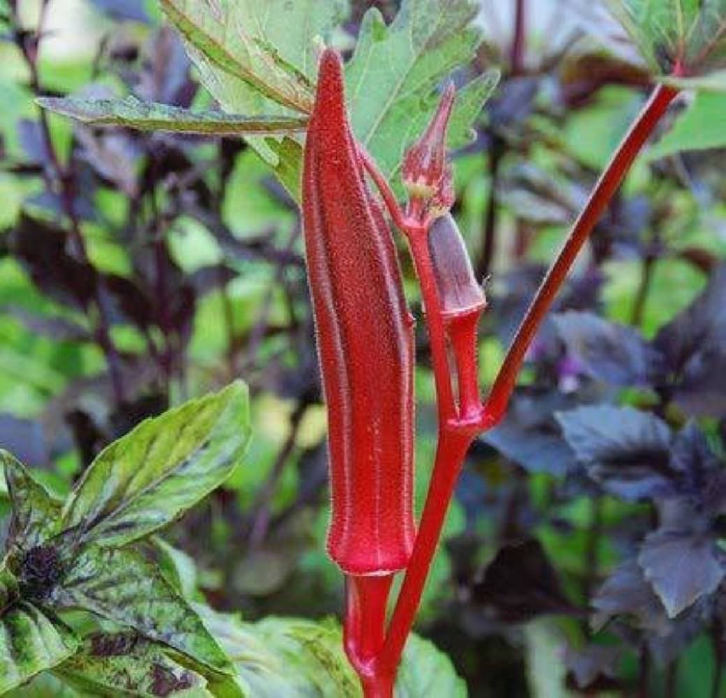 Jignisha Seeds Hybrid Red Okra Vegetable ( 15 Seeds ) Jignisha Seeds Hybrid Red Okra Vegetable ( 15 Seeds )