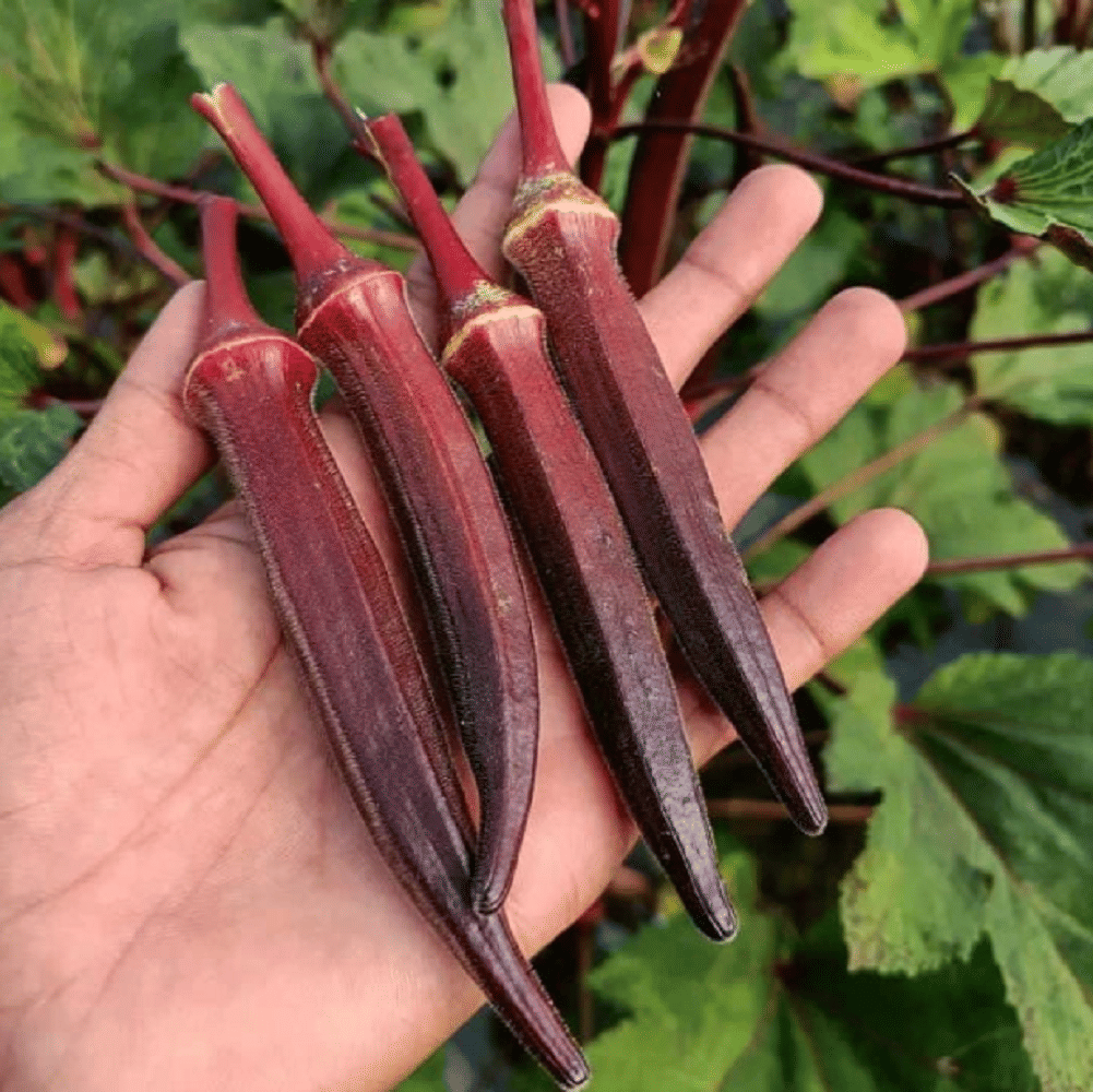 Jignisha Seeds Red Bhindi Vegetable ( 30 Seeds ) Jignisha Seeds Red Bhindi Vegetable ( 30 Seeds )