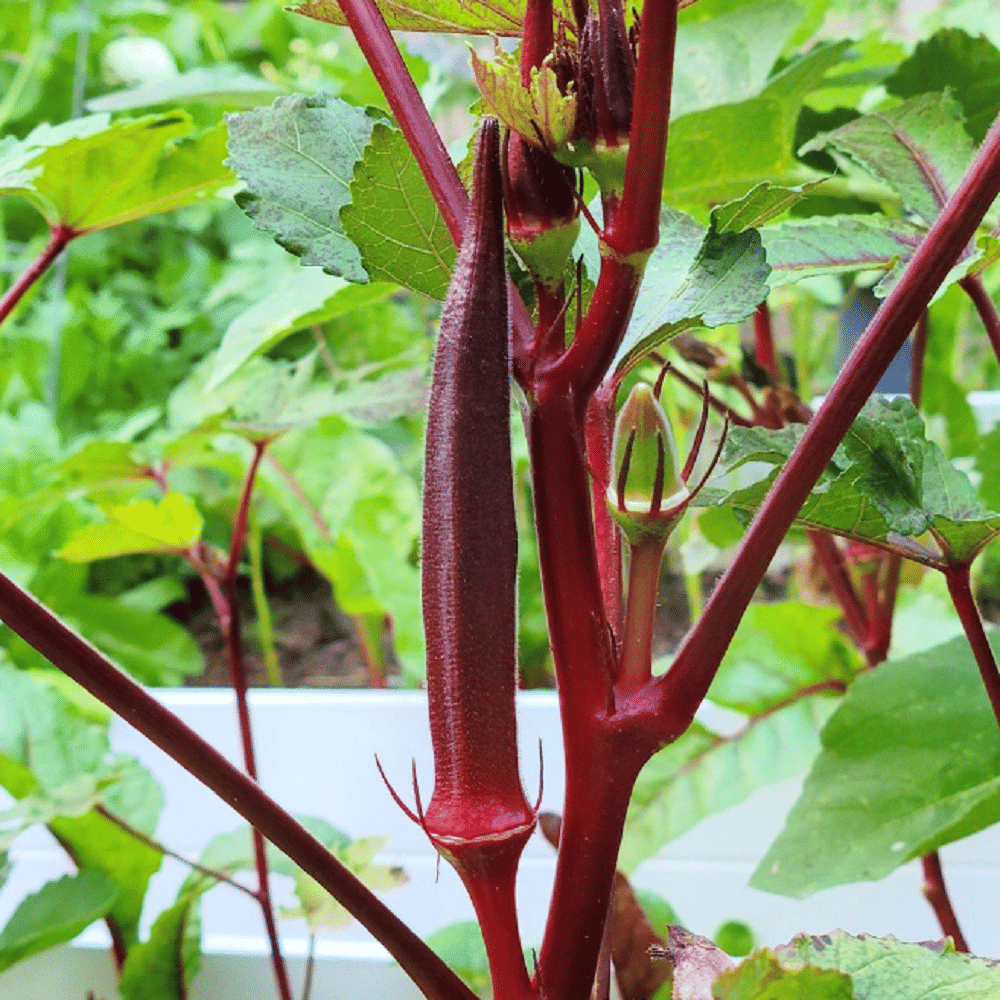 Jignisha Seeds Red Lady Finger Vegetable ( 30 Seeds ) Jignisha Seeds Red Lady Finger Vegetable ( 30 Seeds )