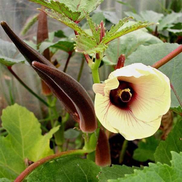 Jignisha Seeds Red Okra Vegetable ( 15 Seeds ) Jignisha Seeds Red Okra Vegetable ( 15 Seeds )