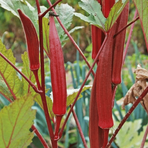 Jignisha Seeds Red Okra Vegetable ( 15 Seeds ) Jignisha Seeds Red Okra Vegetable ( 15 Seeds )
