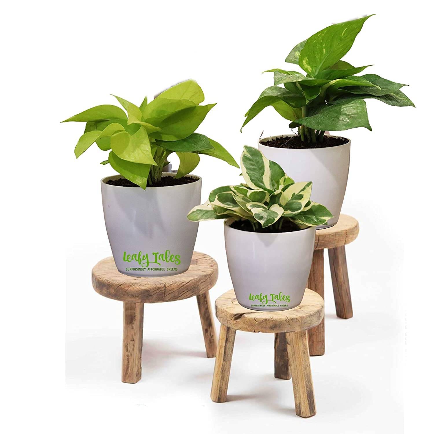 Leafy Tales Indoor Indoor Plant ( Pack of 1 ) Leafy Tales Indoor Indoor Plant ( Pack of 1 )