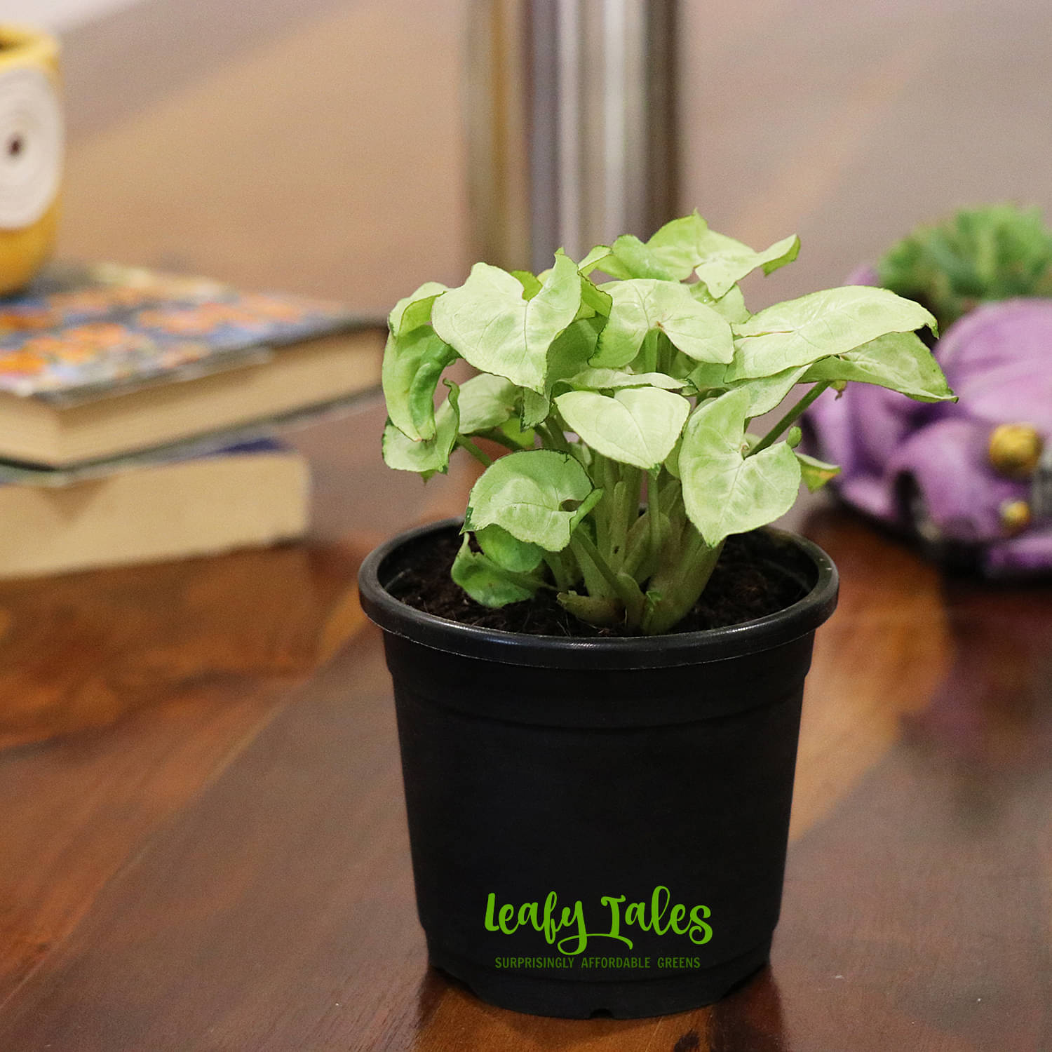     			Leafy Tales Indoor Indoor Plant ( Pack of 1 )