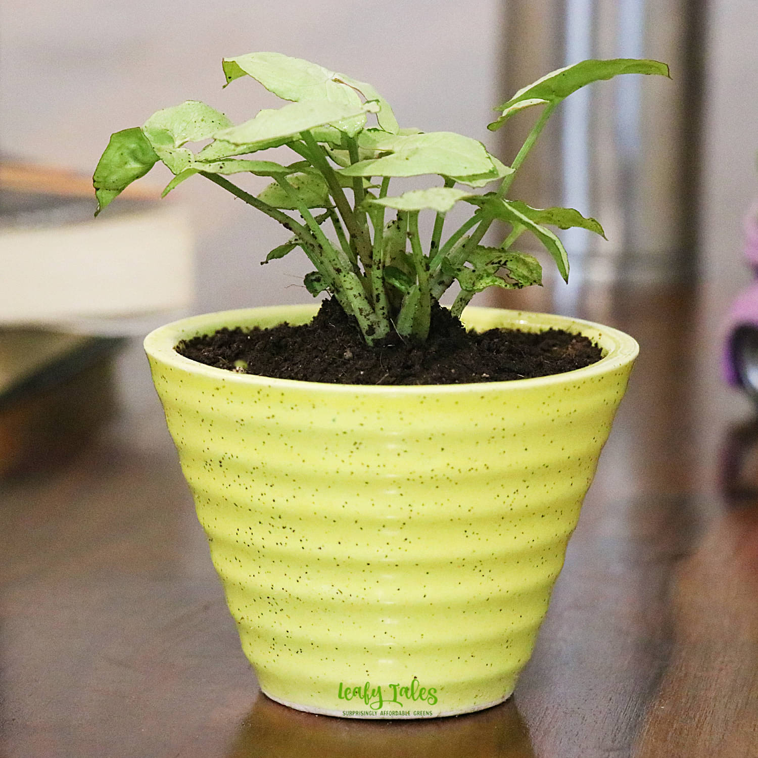     			Leafy Tales Indoor Syngonium Plant Plant ( Pack of 1 )