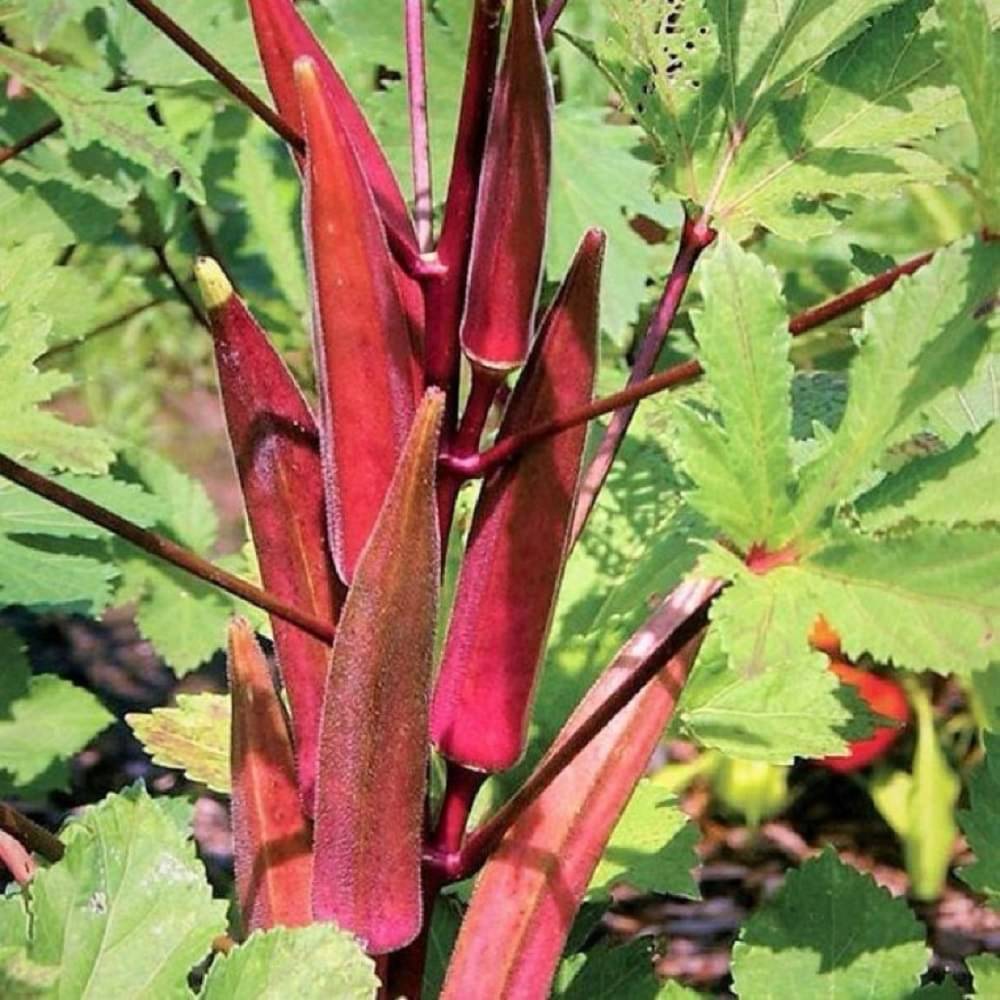 Jignisha Seeds Hybrid Red Lady Finger Vegetable ( 30 Seeds ) Jignisha Seeds Hybrid Red Lady Finger Vegetable ( 30 Seeds )