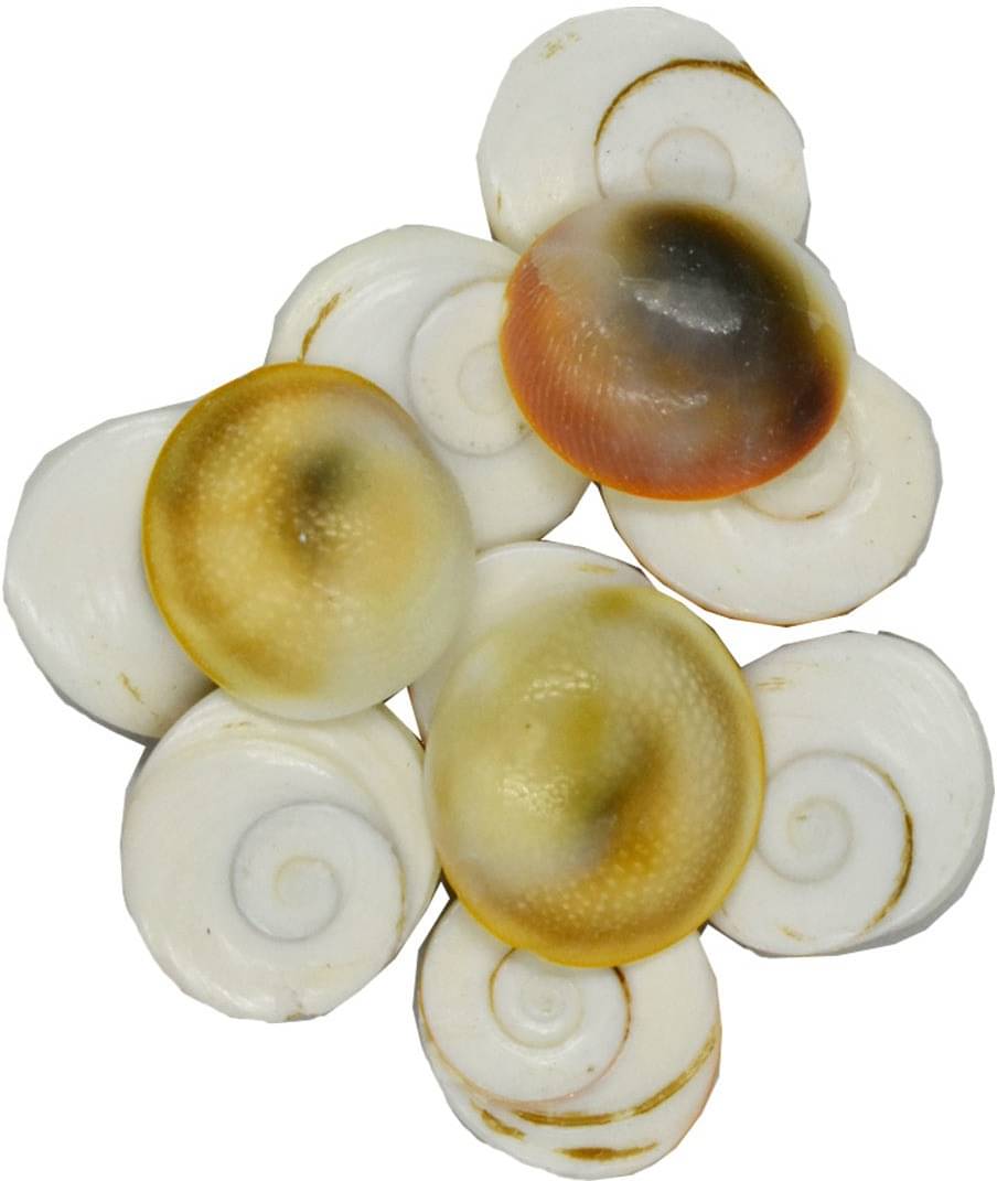     			Shri Astha Vinayak Mart Marble Gomti Chakra