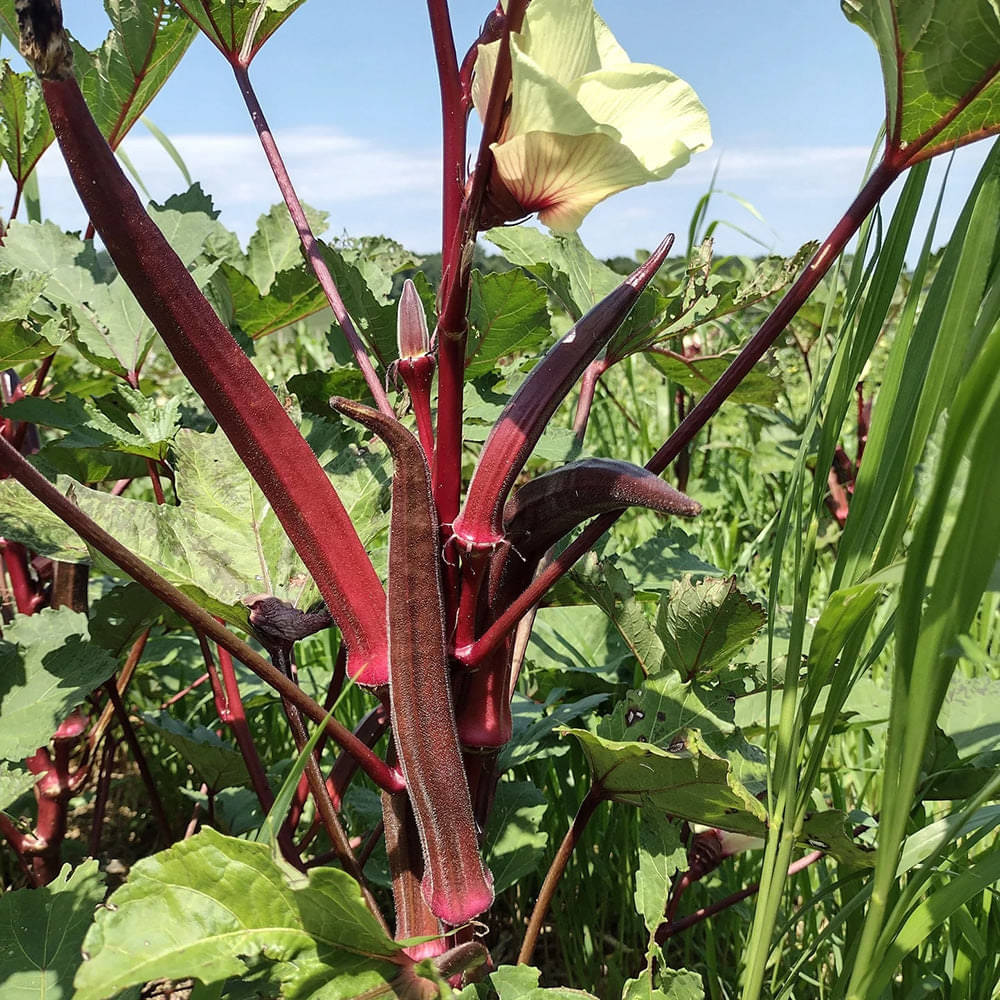 Jignisha Seeds Hybrid Red Okra Vegetable ( 15 Seeds ) Jignisha Seeds Hybrid Red Okra Vegetable ( 15 Seeds )