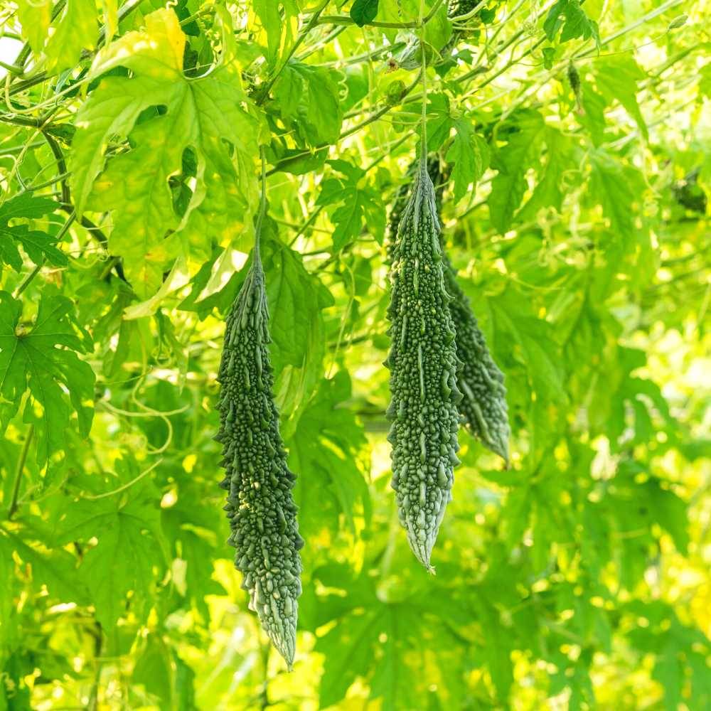 Jignisha Seeds Organic Karela Vegetable ( 15 Seeds ) Jignisha Seeds Organic Karela Vegetable ( 15 Seeds )