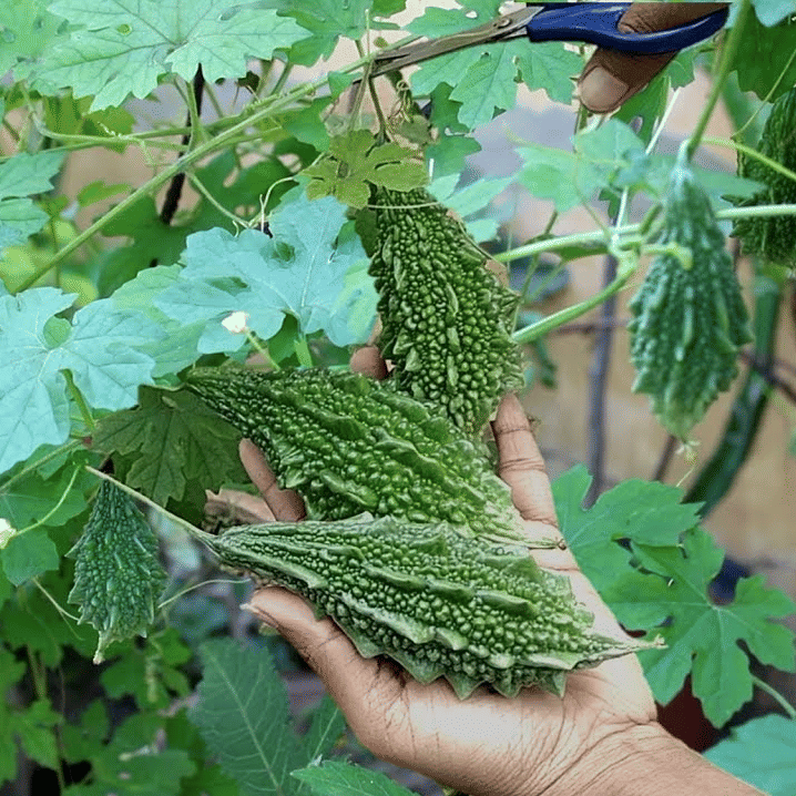 Green Bitter Gourd (Karela ke beej) Vegetable Seeds Pack Of 15 | Organic | for Planting in Home Kitchen Terrace Balcony Gardening