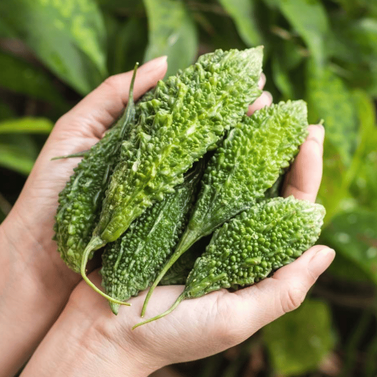 Jignisha Seeds Hybrid Bitter Gourd Vegetable ( 15 Seeds ) Jignisha Seeds Hybrid Bitter Gourd Vegetable ( 15 Seeds )