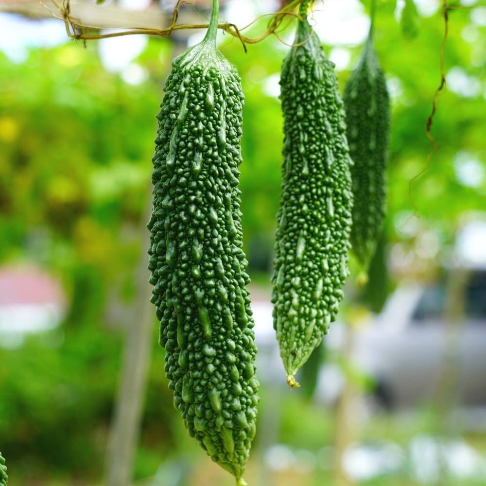     			Jignisha Seeds Hybrid Karela Vegetable ( 15 Seeds )