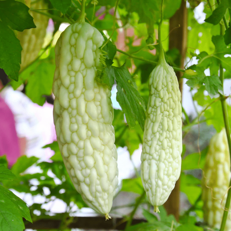     			Jignisha Seeds Hybrid Karela Vegetable ( 15 Seeds )