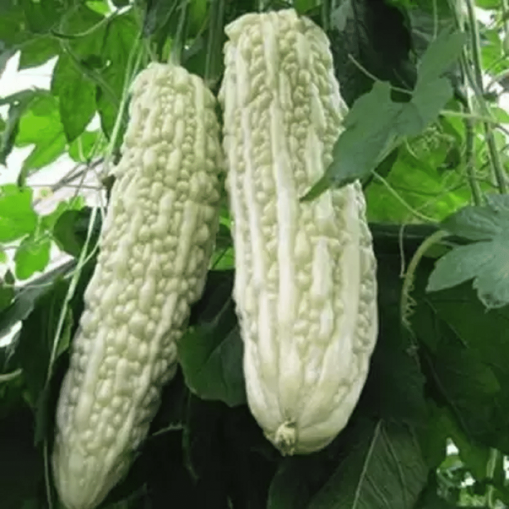 Jignisha Seeds Hybrid White Karela Vegetable ( 15 Seeds ) Jignisha Seeds Hybrid White Karela Vegetable ( 15 Seeds )