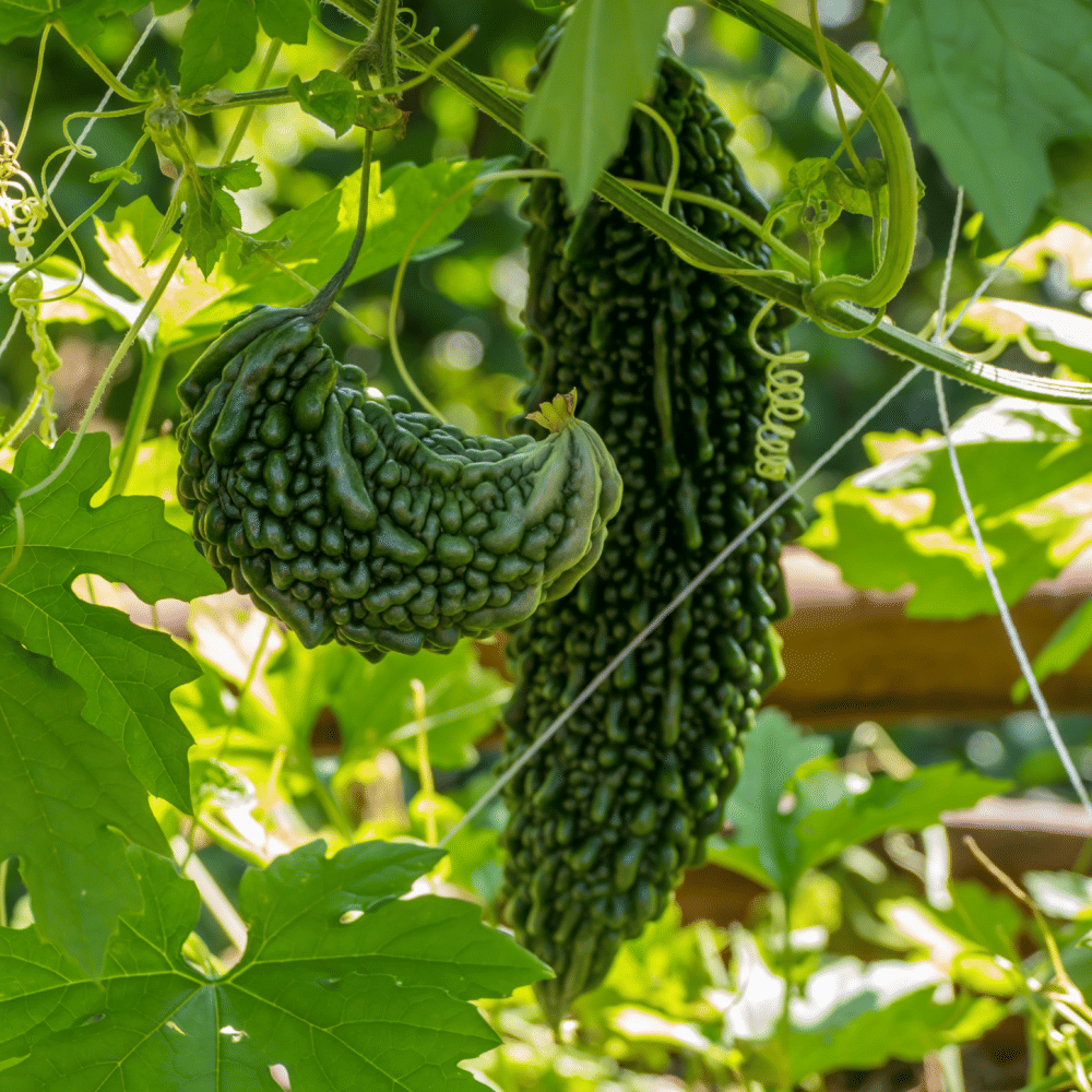 Jignisha Seeds Organic Bitter Gourd Vegetable ( 15 Seeds ) Jignisha Seeds Organic Bitter Gourd Vegetable ( 15 Seeds )