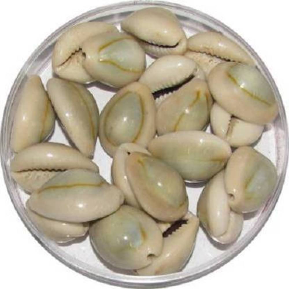     			Shri Astha Vinayak Kowdi 21 ( Pack of 21 )
