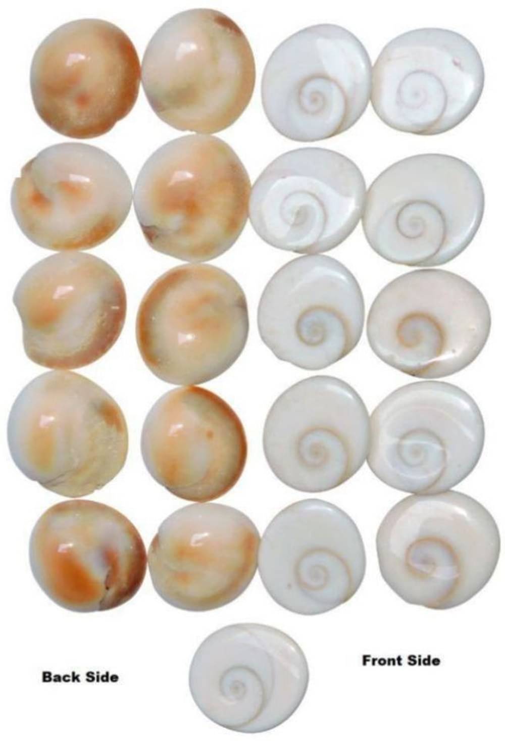     			Shri Astha Vinayak Marble Gomati Chakra