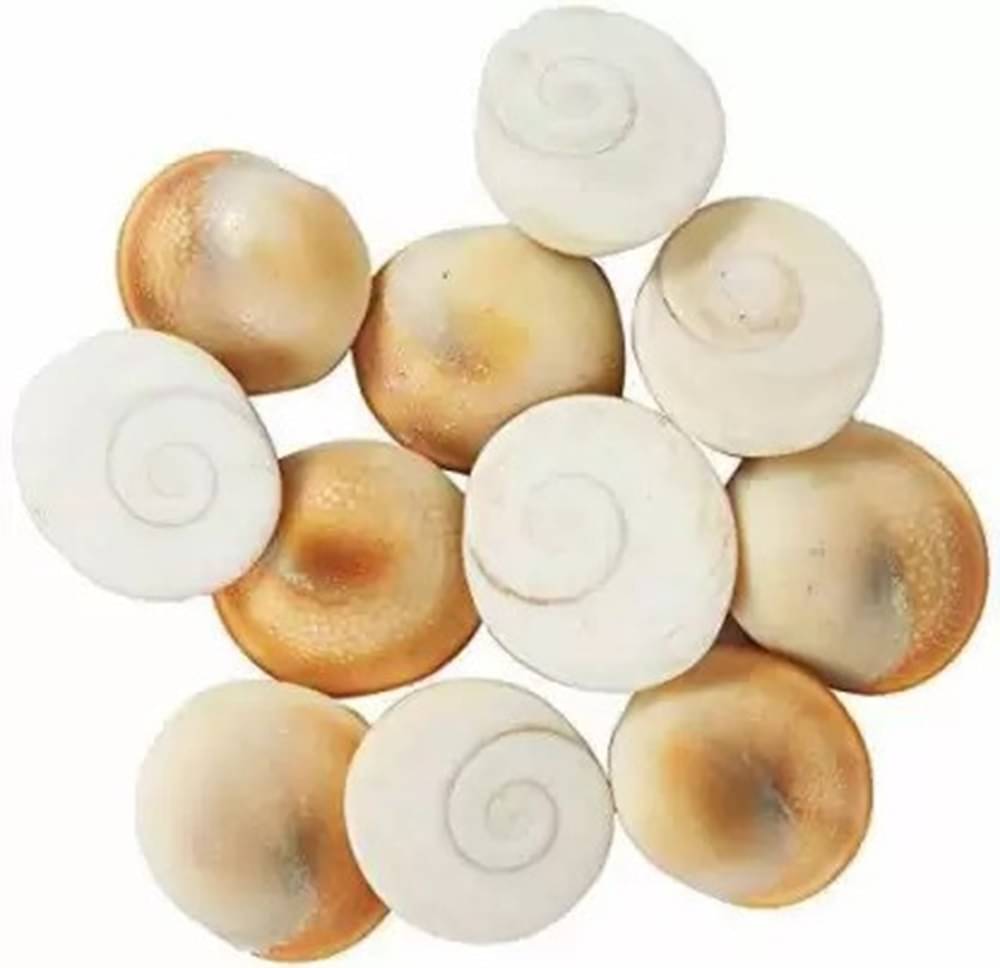    			Shri Astha Vinayak Marble Gomti Chakra