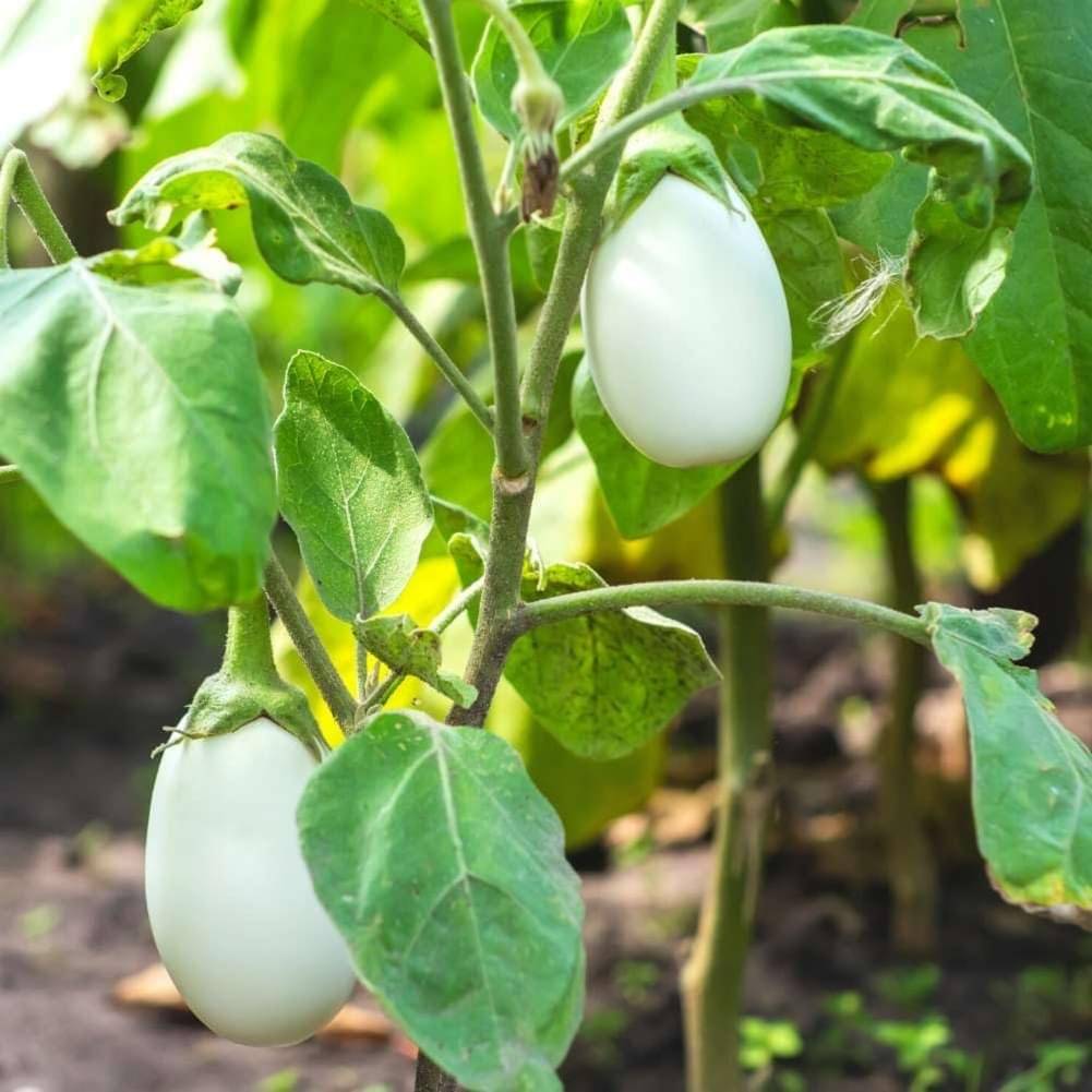 Jignisha Seeds Organic Brinjal Vegetable ( 50 Seeds )     			Jignisha Seeds Organic Brinjal Vegetable ( 50 Seeds )