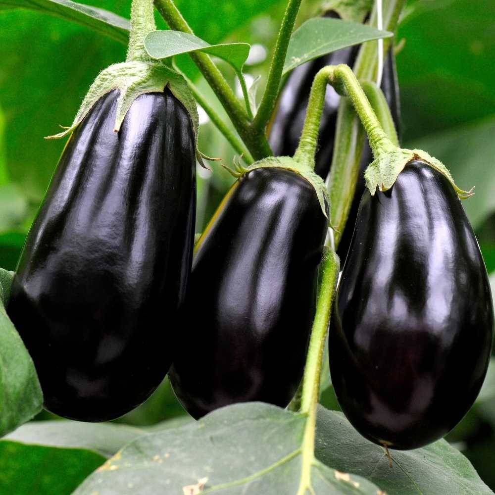 Jignisha Seeds Hybrid Black Brinjal Vegetable ( 50 Seeds ) Jignisha Seeds Hybrid Black Brinjal Vegetable ( 50 Seeds )