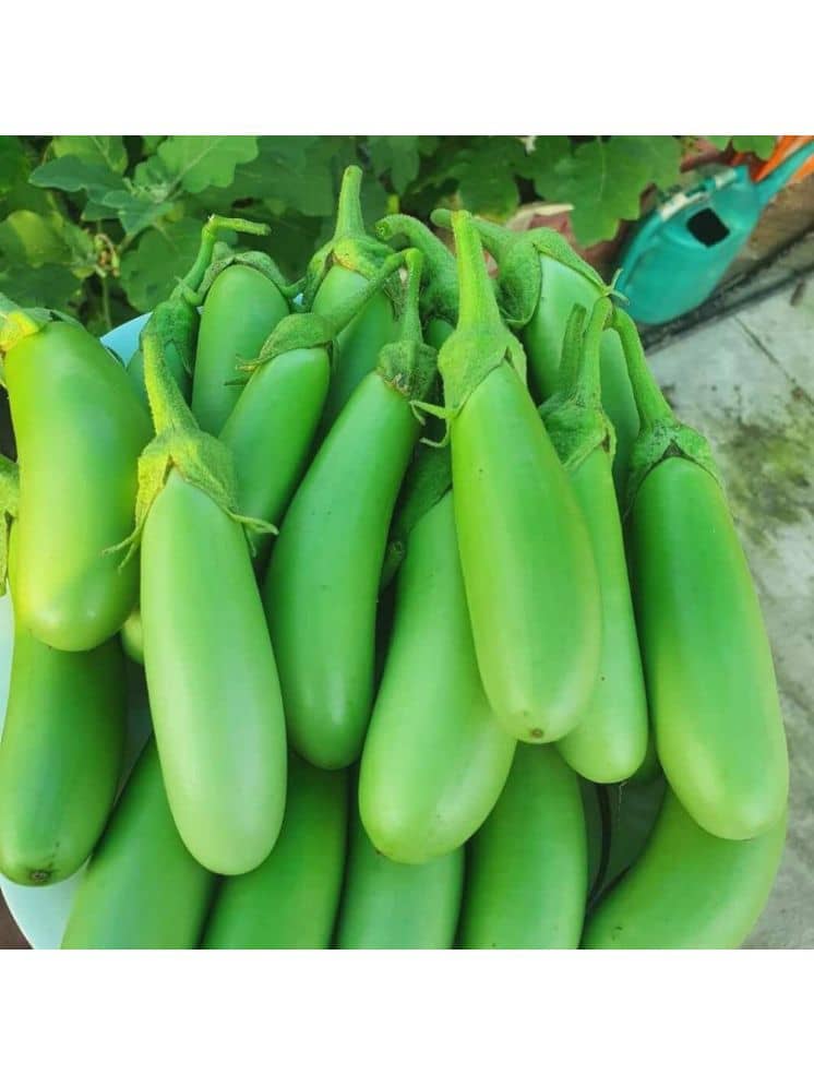 Green Long Brinjal (Baigan ke beej) Vegetable Seeds Pack Of 50 | Organic | for Planting in Home Kitchen Terrace Balcony Gardening