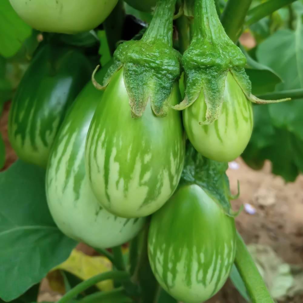 Jignisha Seeds Hybrid Brinjal Vegetable ( 50 Seeds ) Jignisha Seeds Hybrid Brinjal Vegetable ( 50 Seeds )
