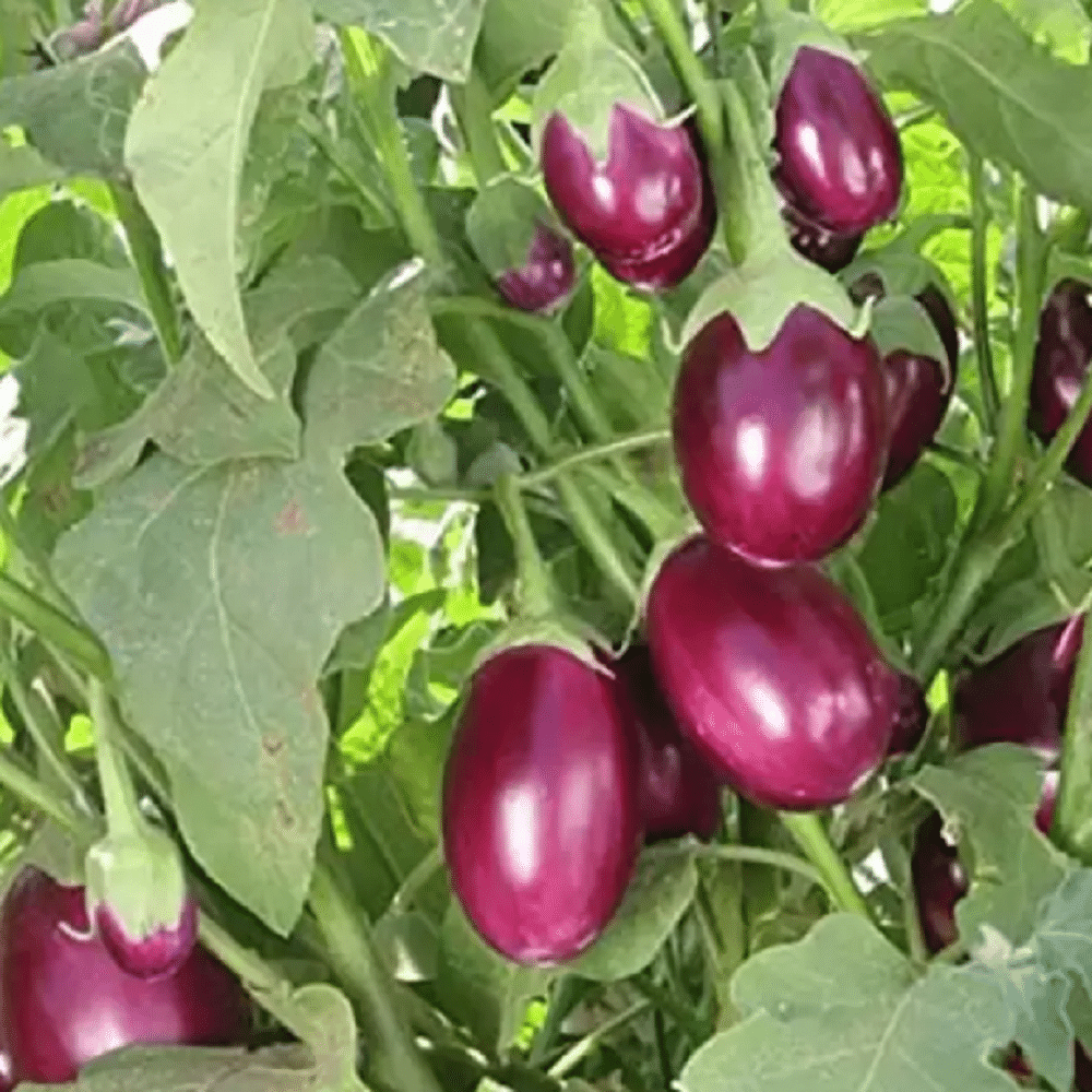 Jignisha Seeds Hybrid Brinjal Vegetable ( 50 Seeds ) Jignisha Seeds Hybrid Brinjal Vegetable ( 50 Seeds )
