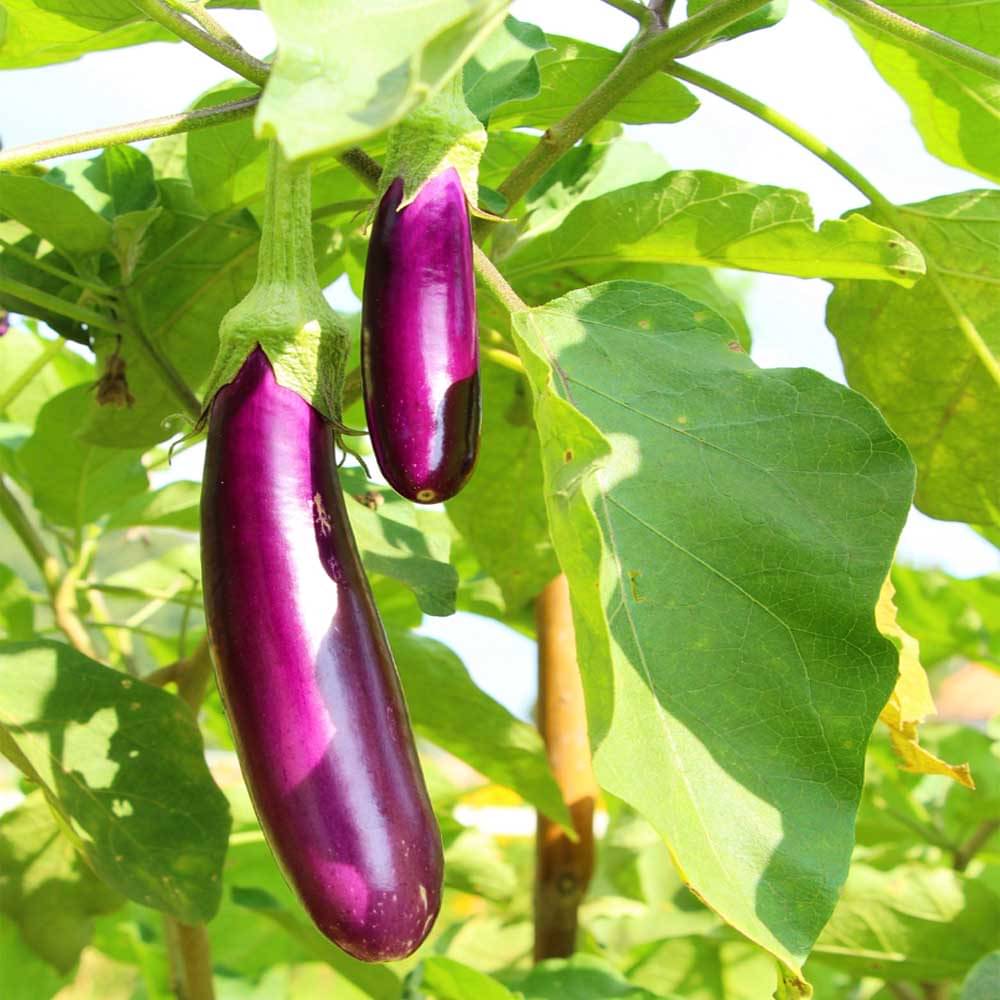 Long Purple Brinjal ( Best Quality Seeds ) - 50 Seeds Per Pack Long Purple Brinjal ( Best Quality Seeds ) - 50 Seeds Per Pack