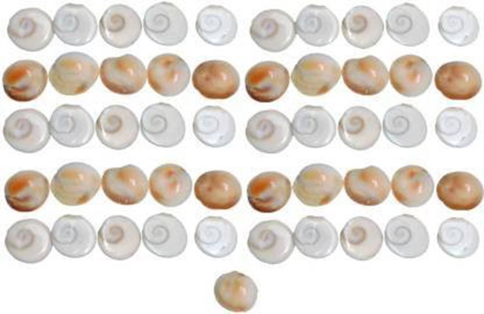     			Shri Astha Vinayak Gomti Chakra 51 ( Pack of 1 )
