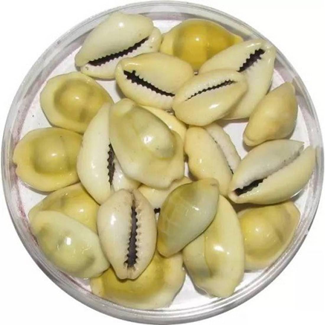     			Shri Astha Vinayak Kowdi 21 ( Pack of 21 )