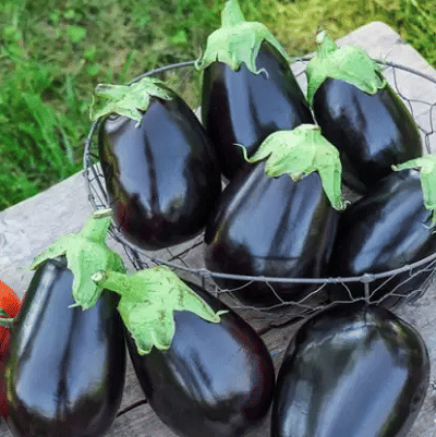 Jignisha Seeds Hybrid Brinjal Vegetable ( 50 Seeds )