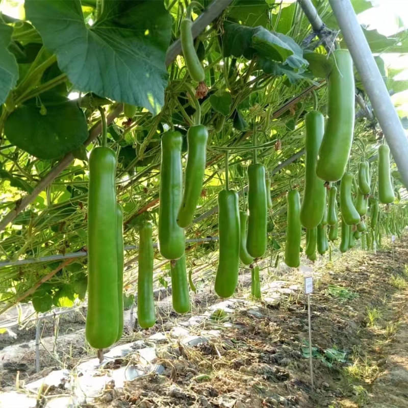     			Jignisha Seeds Lauki Vegetable ( 20 Seeds )