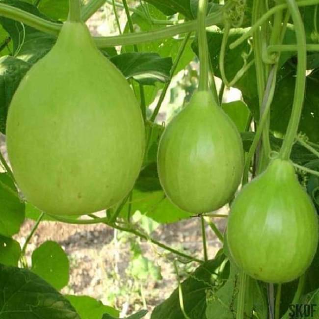 Jignisha Seeds Hybrid Bottle Gourd Vegetable ( 15 Seeds ) Jignisha Seeds Hybrid Bottle Gourd Vegetable ( 15 Seeds )