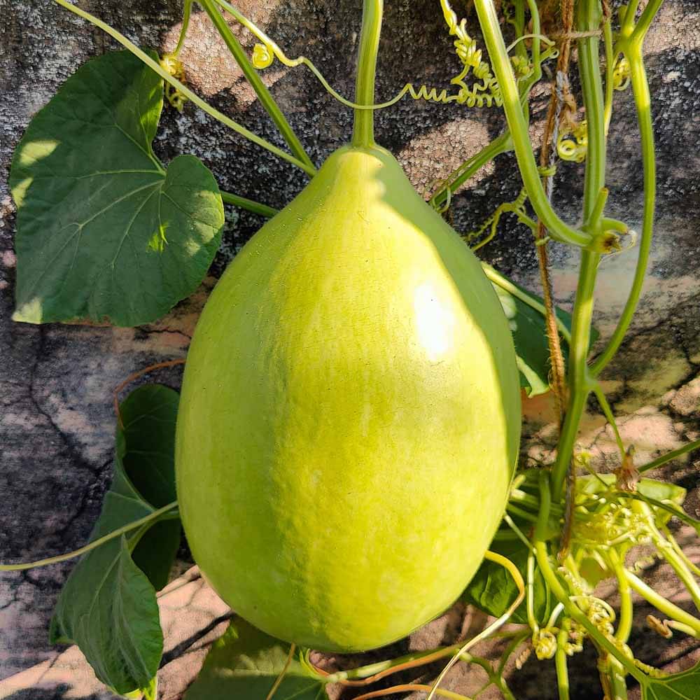 Jignisha Seeds Hybrid Round Bottle Gourd Vegetable ( 15 Seeds ) Jignisha Seeds Hybrid Round Bottle Gourd Vegetable ( 15 Seeds )