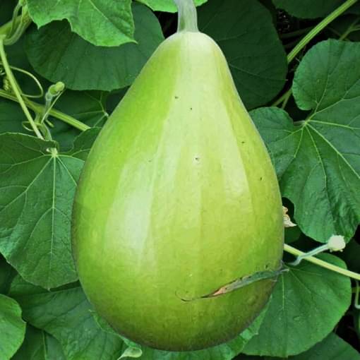 Jignisha Seeds Round Bottle Gourd Vegetable ( 20 Seeds ) Jignisha Seeds Round Bottle Gourd Vegetable ( 20 Seeds )