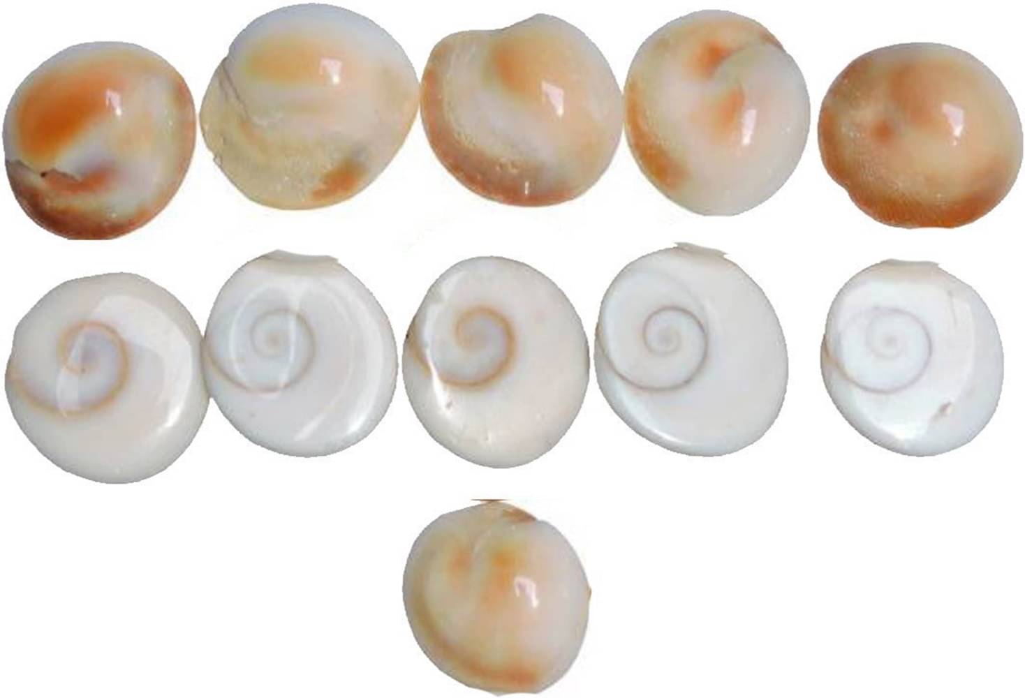     			Shri Astha Vinayak Gomti Chakra 11 ( Pack of 11 )
