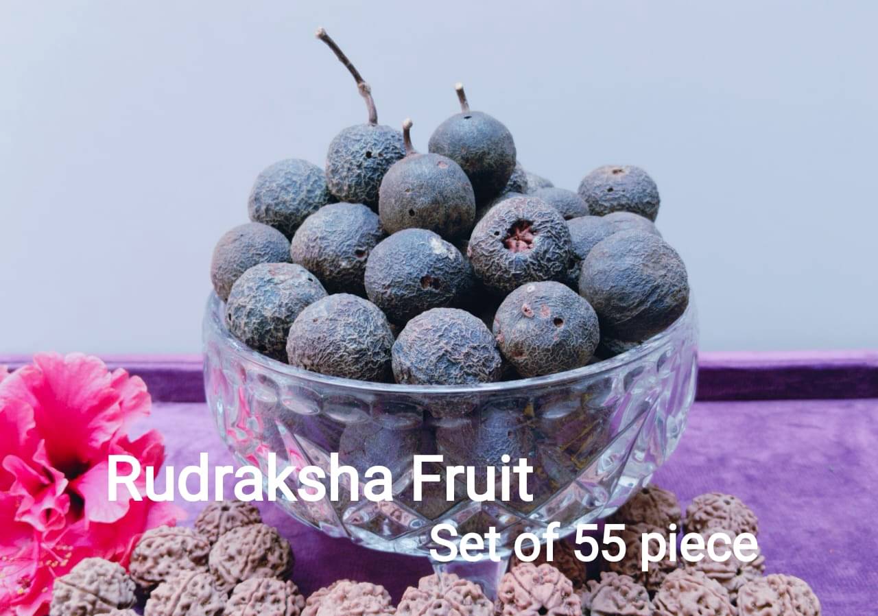     			VIDHAN ART Rudraksha Fruit 5 Mukhi Bead ( Pack of 1 )